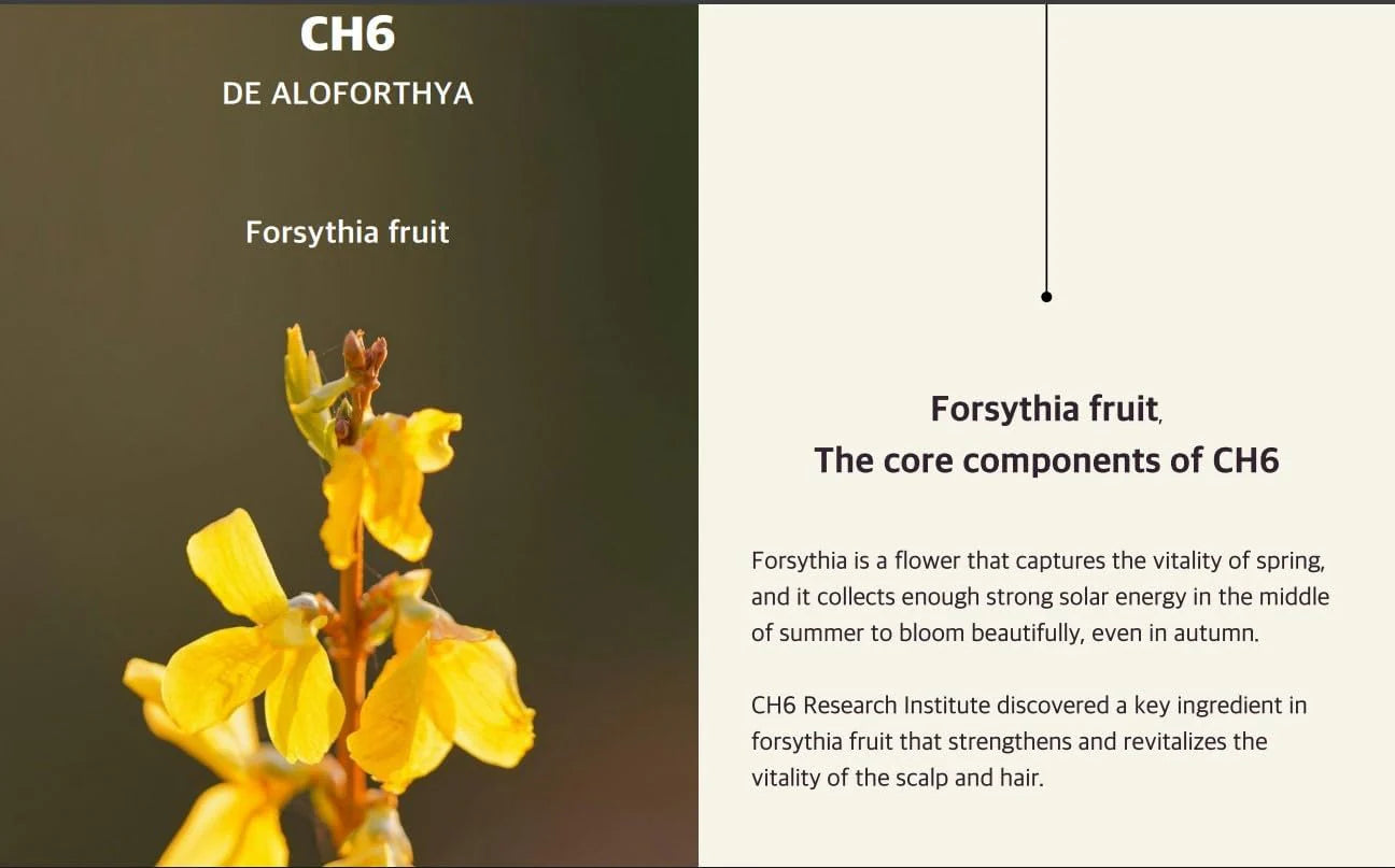 MegaMall™ | Kalwanji CH6 Shampoo